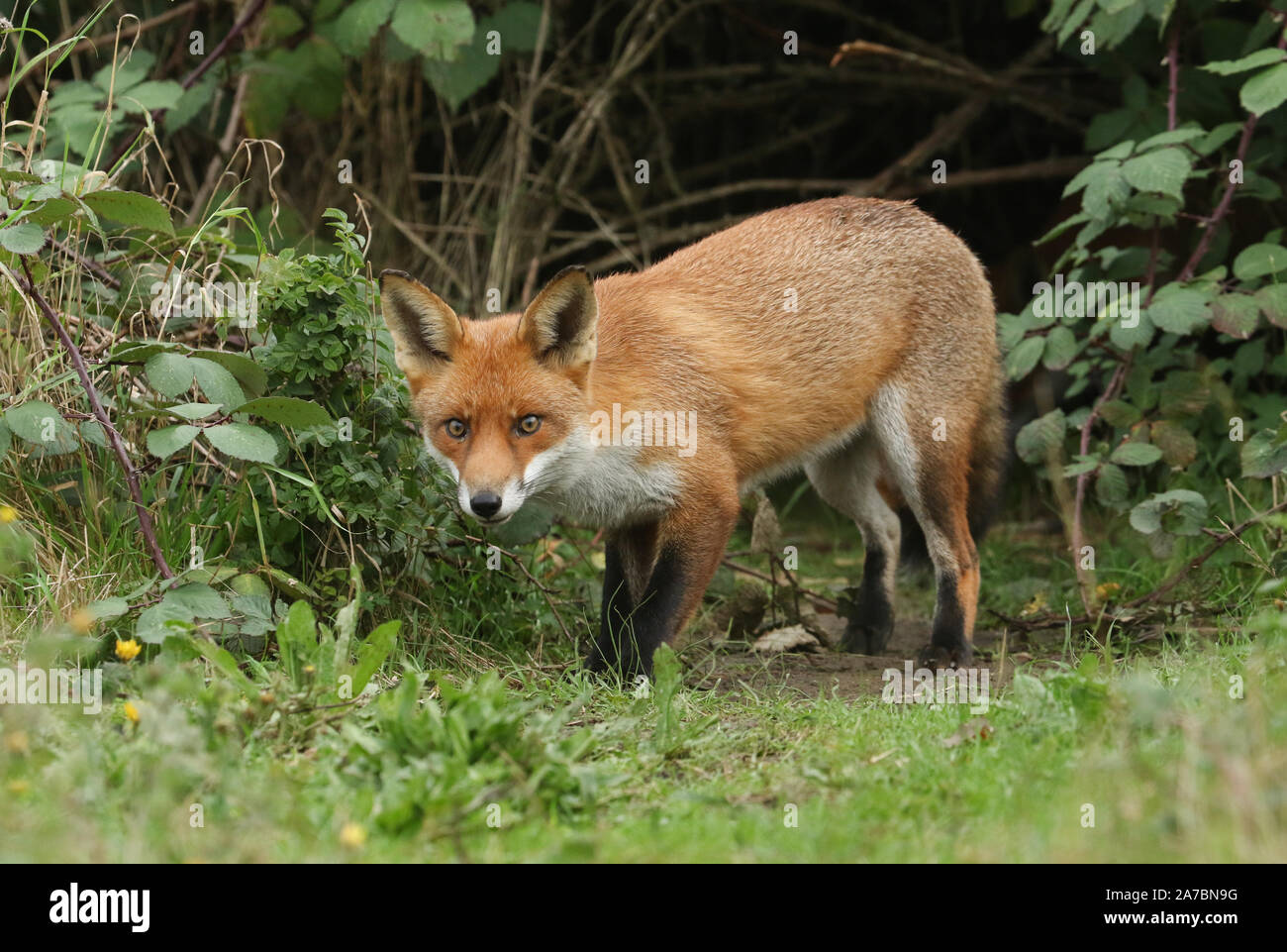 Una caccia al cinghiale volpe rossa, Vulpes vulpes, emergenti dalla sua tana nel sottobosco. Foto Stock