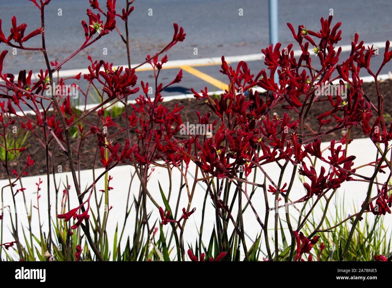 Rosso brillante alti peloso blumi di canguro australiano zampe cultivar aggiunge colore a metà primavera giardino urbano con lunga durata di blumi attirare gli uccelli. Foto Stock