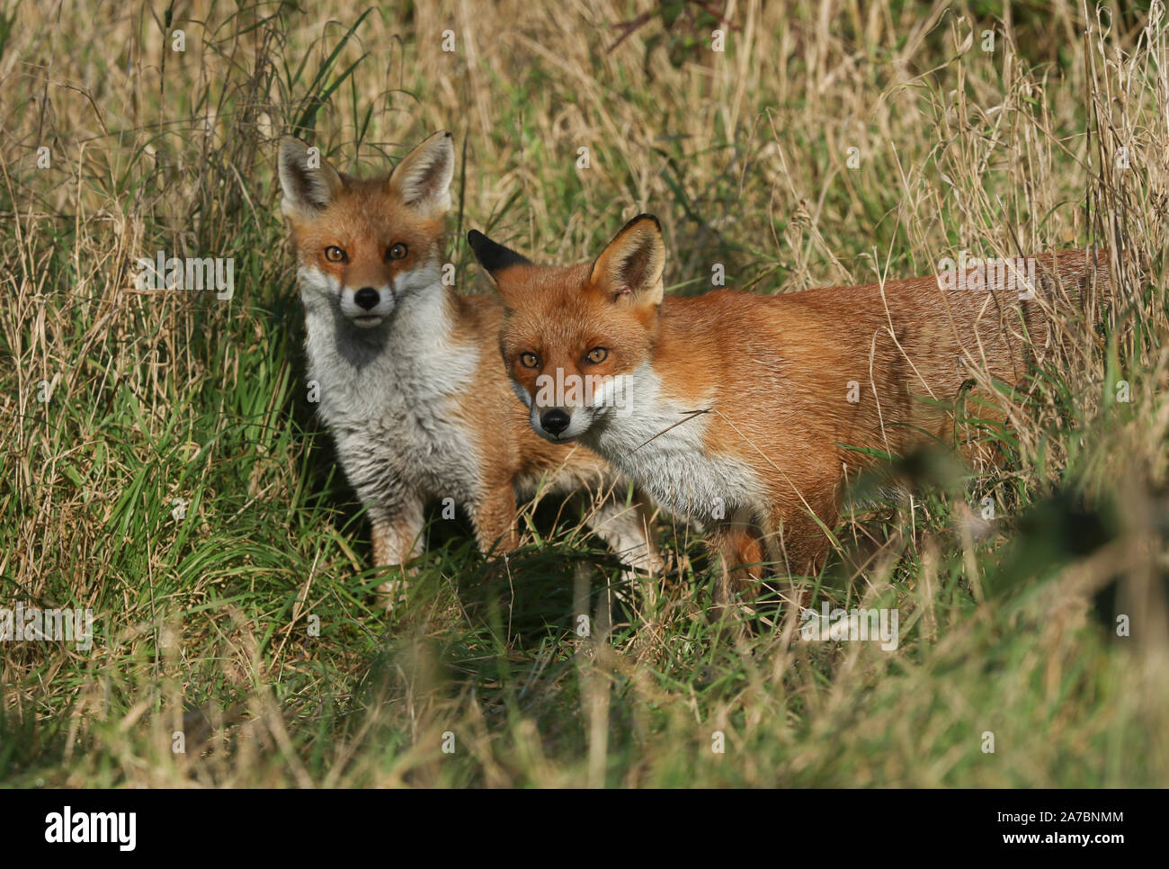 Due magnifiche caccia selvaggia affamati volpi rosse, Vulpes vulpes caccia per il cibo in erba lunga. Foto Stock