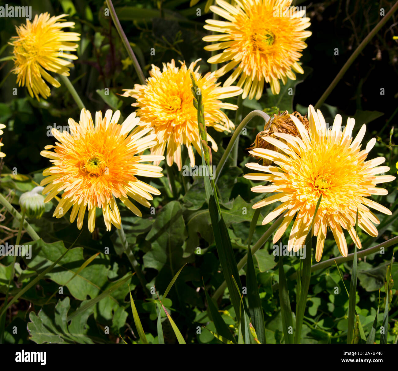 Gerbera jamesonii è una specie di piante fiorite in genere Gerbera o Transvaal Daisy dall Africa con doppio giallo pallido centrato fiori ligulati . Foto Stock