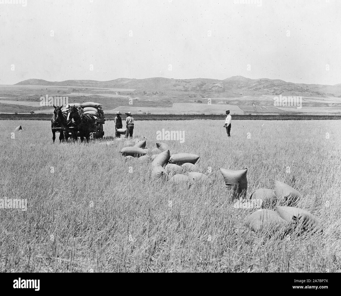 Caricamento di frumento a seguito di una trebbiatrice combinato, Cache County, Utah ca. 1936 Foto Stock