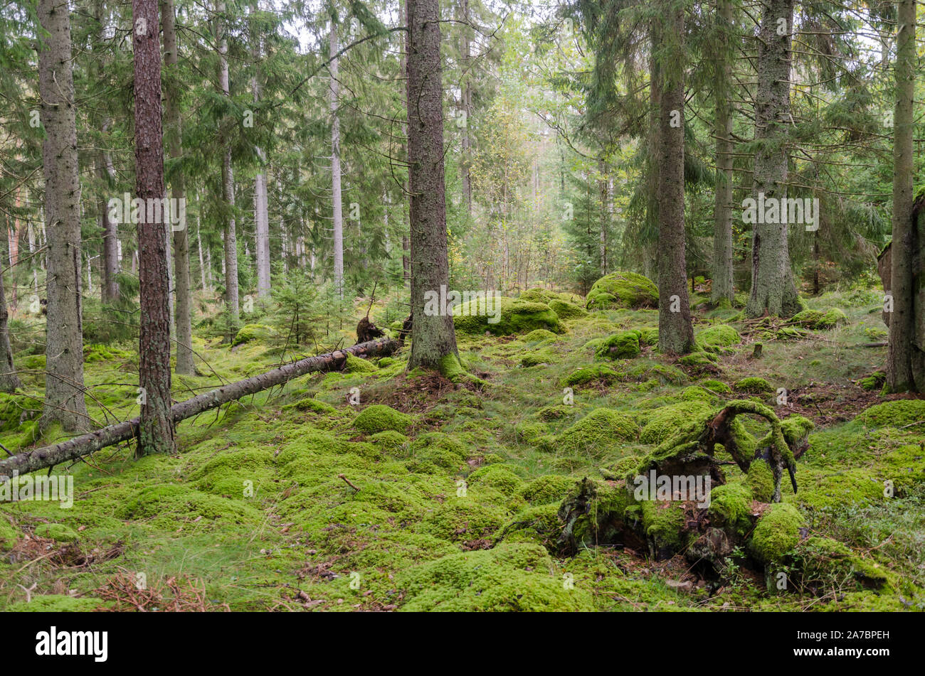 Moss coperte suolo della foresta in una favola incontaminata foresta simili Foto Stock