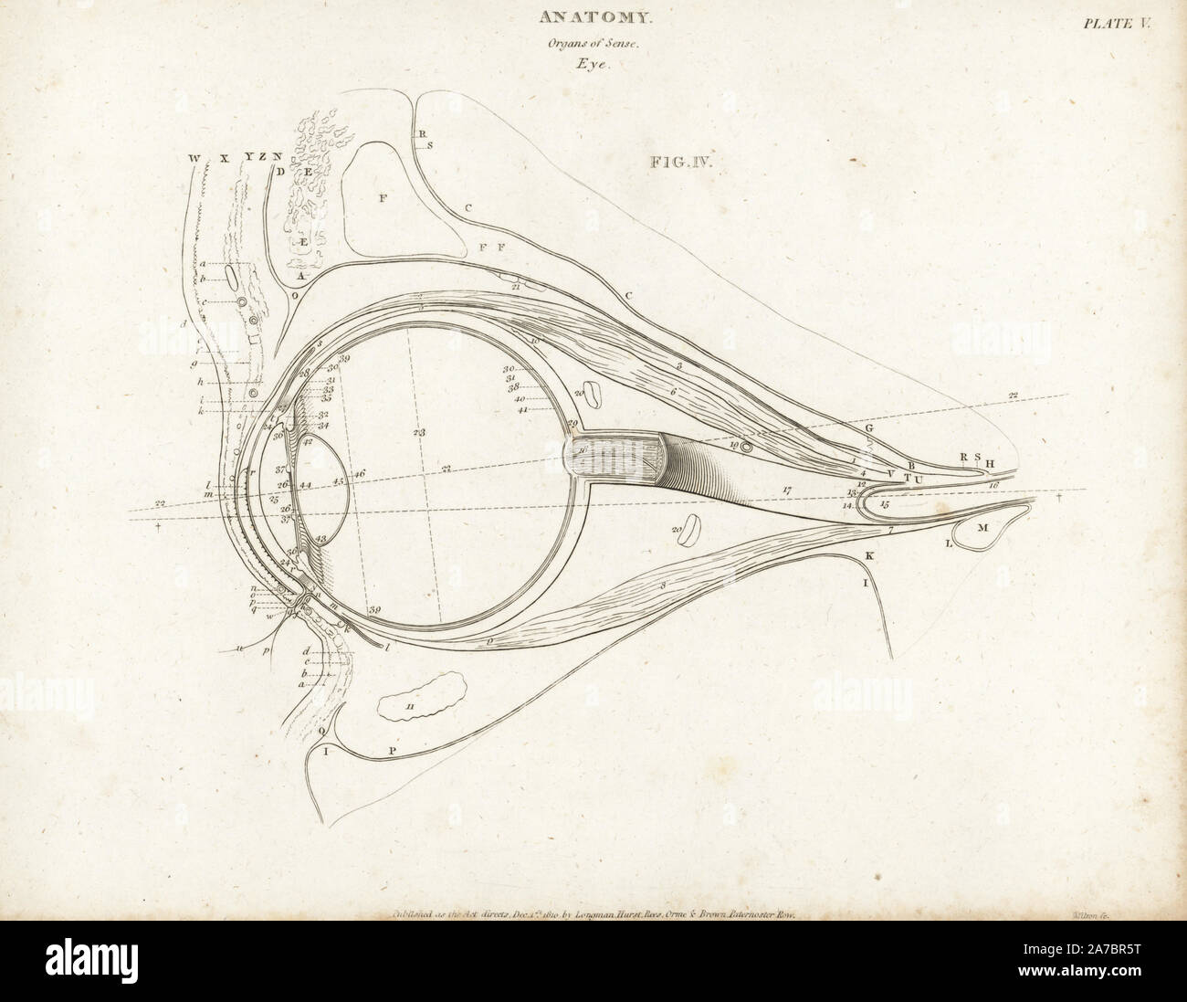 Anatomia dell'occhio umano che mostra eyeball, cornea, obiettivo del nervo ottico, ecc.incisione su rame di Milton da Abramo Rees' dell'enciclopedia o dizionario universale delle arti, scienze e letteratura, Longman, Hurst, Rees, Orme e marrone, Londra, 1820. Foto Stock