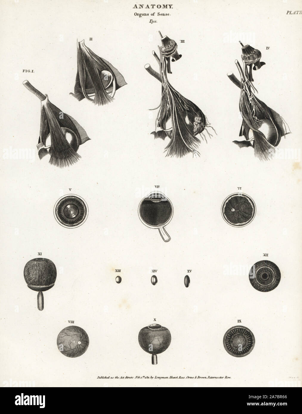 Anatomia dell'occhio umano, mostrando eyeball, del nervo ottico, muscolo, cornea, retina, sezioni attraverso l'occhio. Incisione su rame di Milton da Abramo Rees' dell'enciclopedia o dizionario universale delle arti, scienze e letteratura, Longman, Hurst, Rees, Orme e marrone, Londra, 1820. Foto Stock