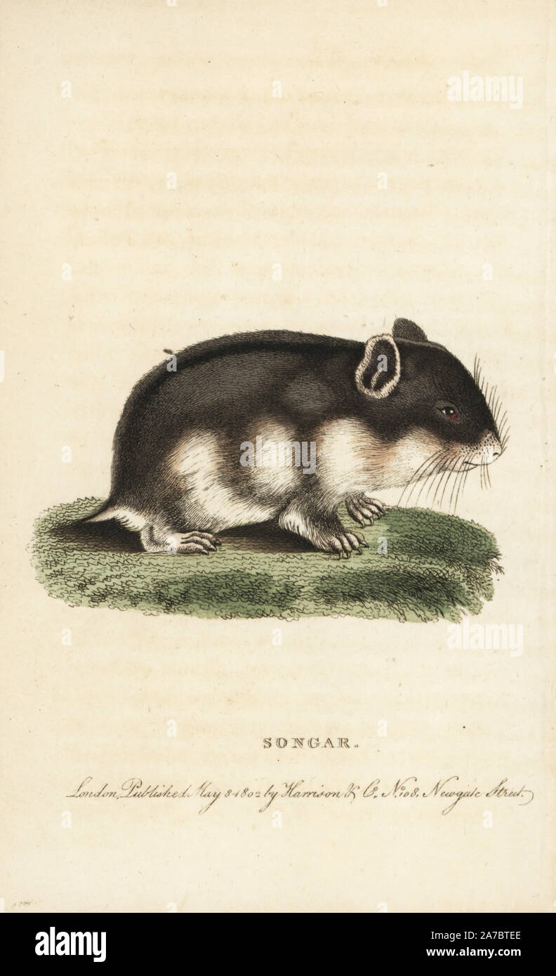 Songar ratto, songarus Mus. Immagine copiata da Thomas Pennant. Handcolored incisione su rame da 'del naturalista rivista tascabile,' Harrison, Londra, 1799. Foto Stock