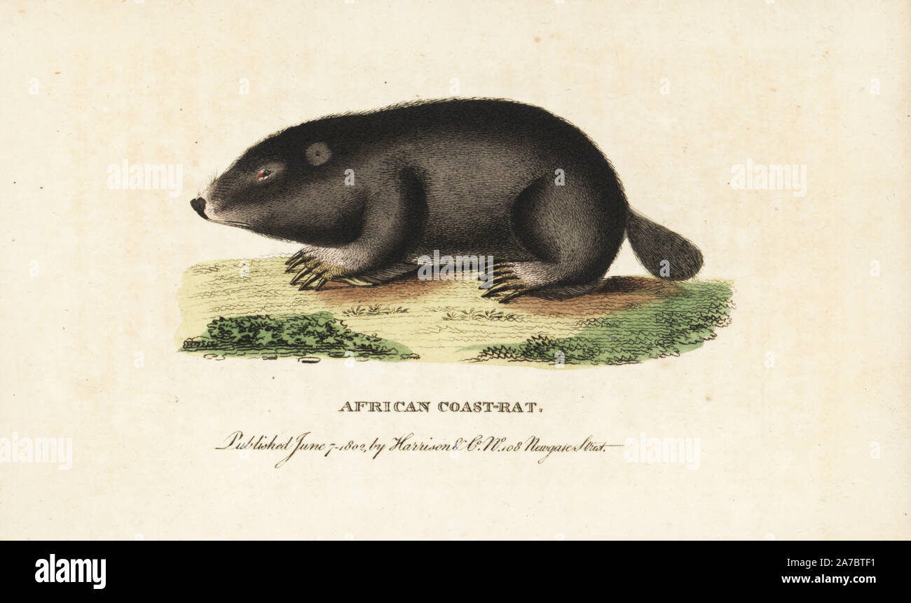 Cape dune mole di ratto, Bathyergus suillus. (Costa Africana di ratto, Mus myotalpa) Handcolored incisione su rame da 'del naturalista rivista tascabile,' Harrison, Londra, 1800. Foto Stock