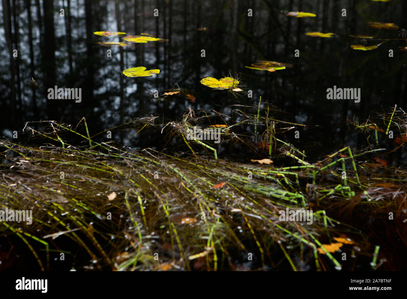 Il lago in una foresta Foto Stock