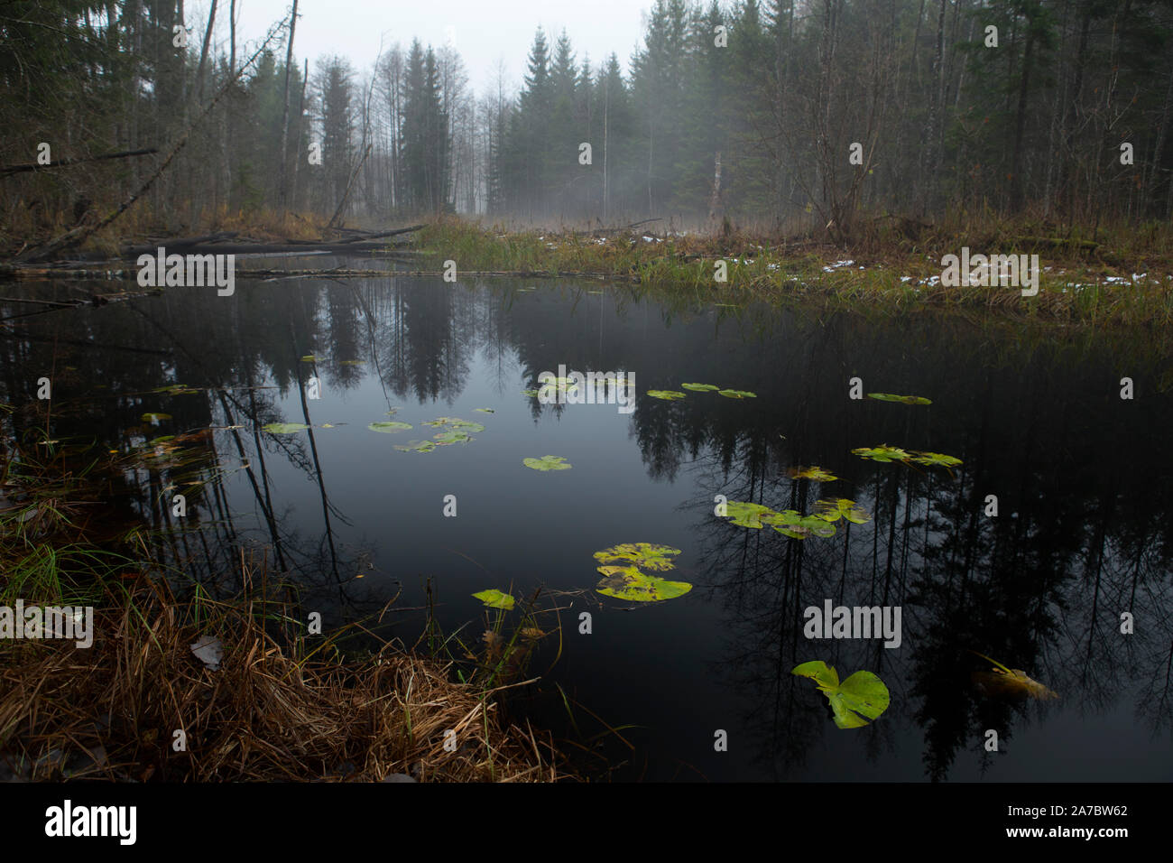 Il lago in una foresta Foto Stock