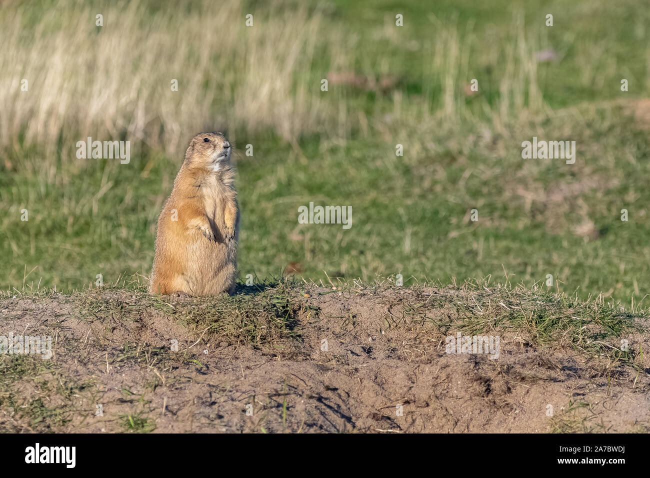 Un cane della prateria in piedi in campo, guardare fuori per i predatori Foto Stock