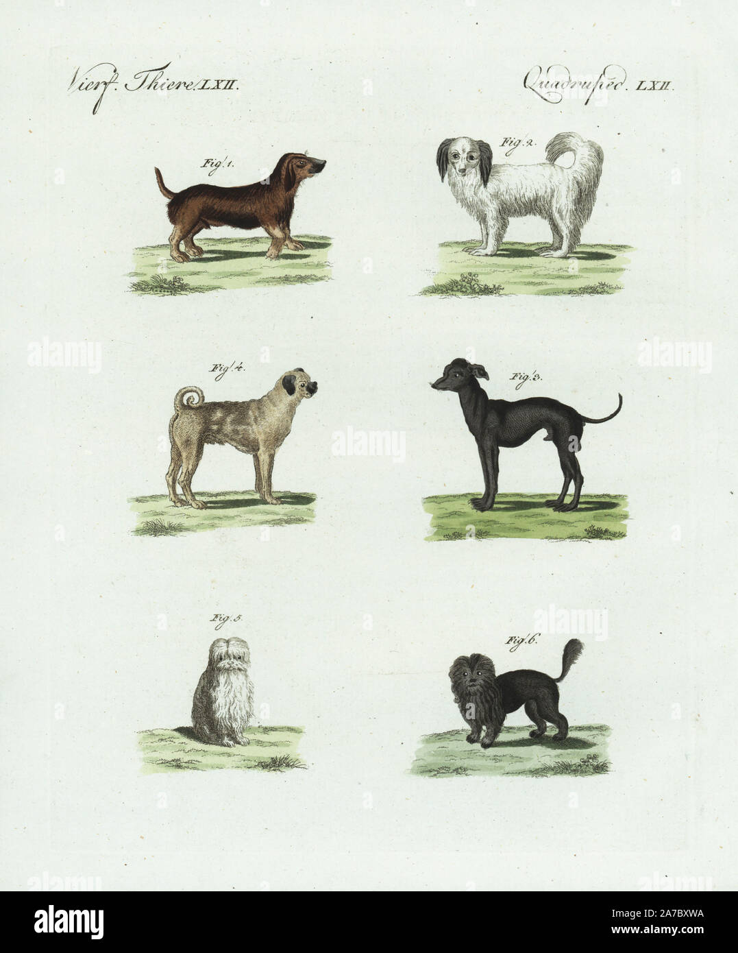 Bassotto 1, Braque lancetta 2, anatolica cane pastore 3, Doguin di Bordeaux 4, Maltese cane 5, e lion cane o Chow Chow 6. Handcolored incisione su rame da Bertuch 'Bilderbuch fur Kinder' (Picture Book per bambini), Weimar, 1798. Friedrich Johann Bertuch (1747-1822) era un editore tedesco e l uomo delle arti più famoso per il suo 12-volume enciclopedia per bambini illustrato con 1.200 lastre incise sulla storia naturale, della scienza, costume, mitologia, ecc, pubblicato da 1790-1830. Foto Stock