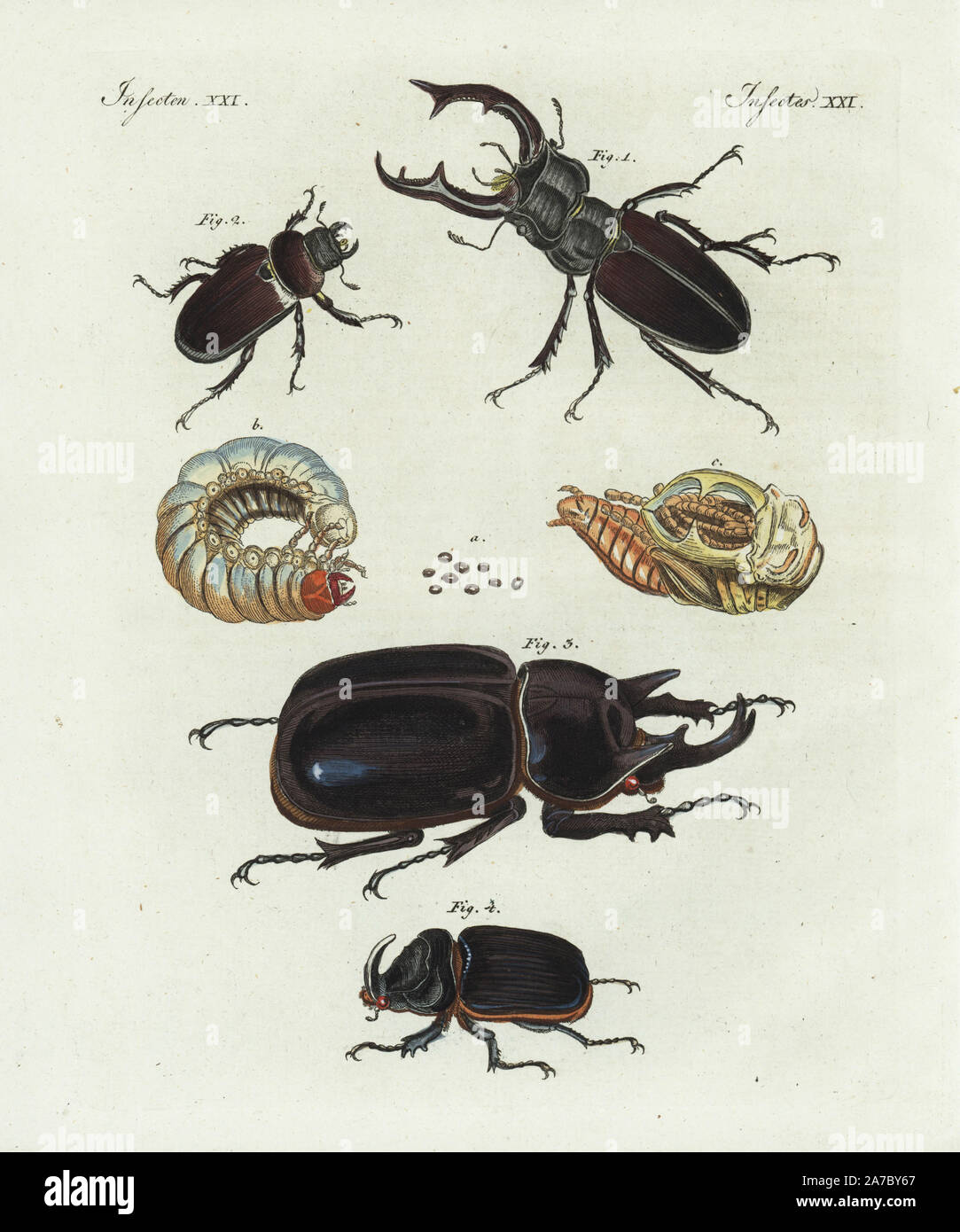 Stag beetle, Lucanus cervus, maschio 1 e femmina 2, uova depositate in rovere marcio, 4-anno-vecchio larva b, ninfa c, scarabeo rinoceronte, Megasoma atteone atteone Scarabaeus 3,4, ed europeo scarabeo rinoceronte, Oryctes nasicornis 5,6. Handcolored incisione su rame da Bertuch 'Bilderbuch fur Kinder' (Picture Book per bambini), Weimar, 1798. Friedrich Johann Bertuch (1747-1822) era un editore tedesco e l uomo delle arti più famoso per il suo 12-volume enciclopedia per bambini illustrato con 1.200 lastre incise sulla storia naturale, della scienza, costume, mitologia, ecc, pubblicato da 1790-1830. Foto Stock