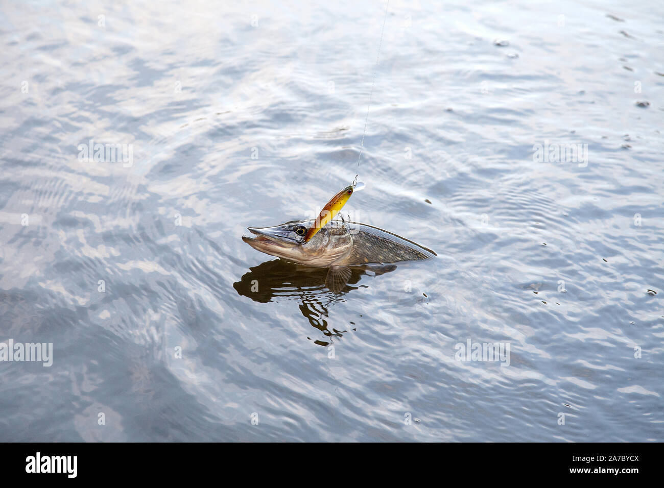 Appena pescati freshwater luccio del nord i pesci sanno come Esox lucius con esca in bocca per libbra di acqua. Il concetto di pesca, buona cattura - bocca aperta grandi pike w Foto Stock