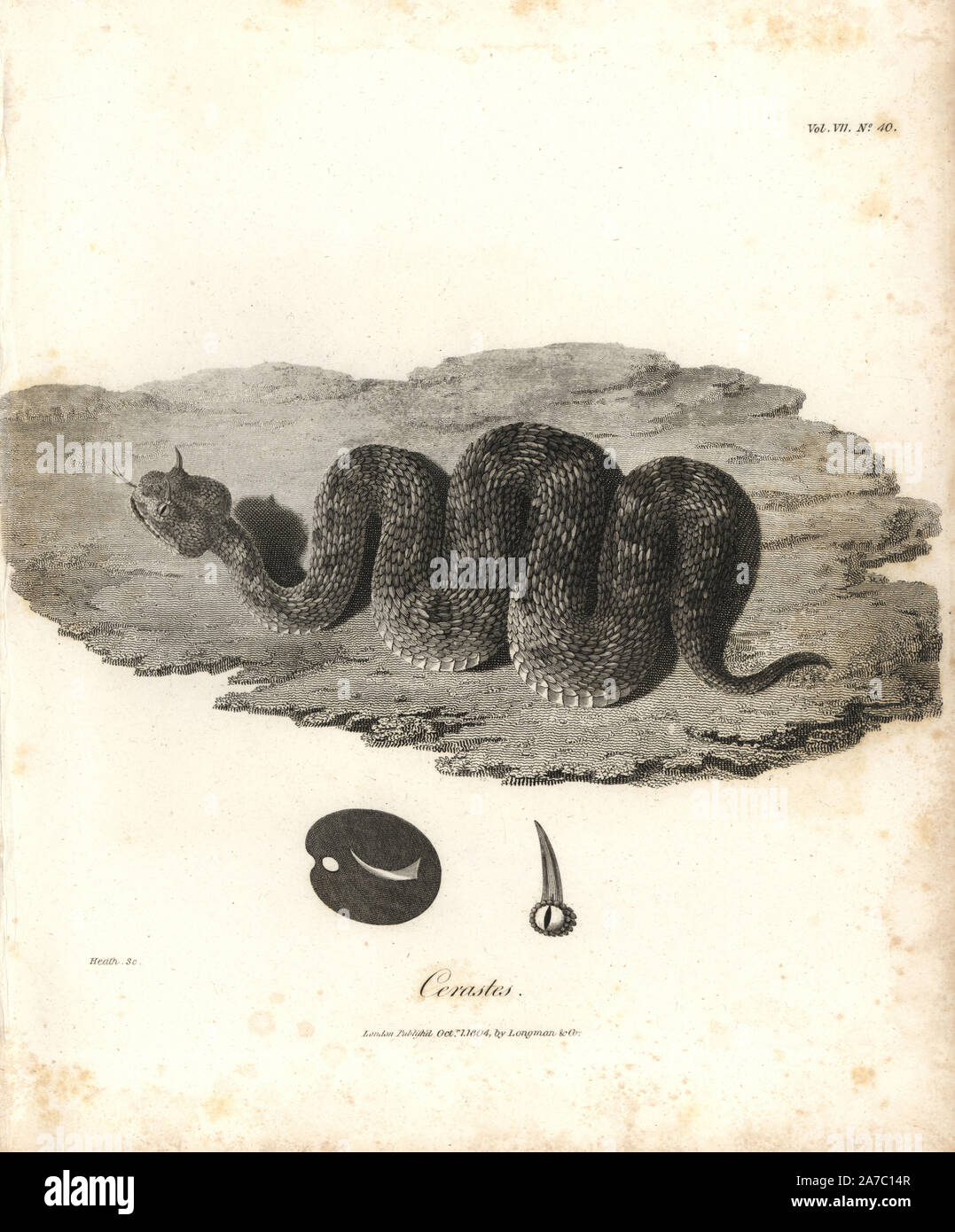 Vipera cornuta, Cerastes cerastes. Incisione su rame da James Bruce 'Viaggi per scoprire la sorgente del Nilo, negli anni 1768, 1769, 1770, 1771, 1772 e 1773", Londra, 1790. James Bruce (1730-1794) era un esploratore scozzese e scrittore di viaggi che hanno speso più di dodici anni nel Nord Africa e in Etiopia. Incisi da Heath dopo un disegno originale da Bruce. Foto Stock