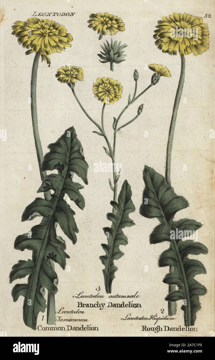 Tarassaco, Taraxacum officinale, branchy tarassaco, Scorzoneroides autumnalis e ruvido hawkbit, Leontodon hispidum. Botanico Handcolored incisione su rame da un artista sconosciuto da 'Culpeper inglese del medico di famiglia; o a base di erbe mediche ingrandita, con diverse centinaia di impianti addizionali, principalmente da Sir John Hill,' da Joshua Hamilton, Londra, W. Locke, 1792. Foto Stock