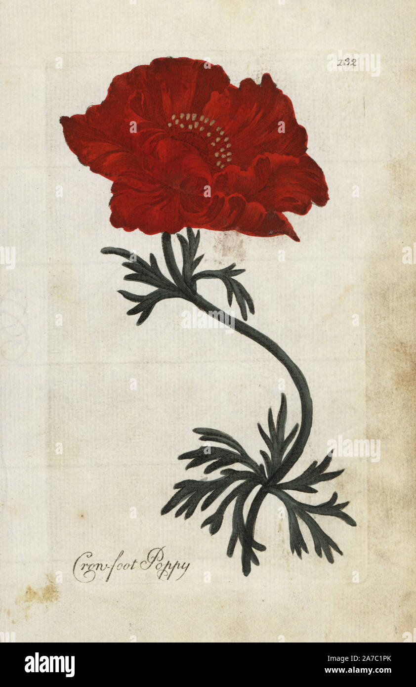 Crowfoot o di papavero ranuncolo persiano, Ranunculus asiaticus. Botanico Handcolored incisione su rame da un artista sconosciuto da 'Culpeper inglese del medico di famiglia; o a base di erbe mediche ingrandita, con diverse centinaia di impianti addizionali, principalmente da Sir John Hill,' da Joshua Hamilton, Londra, W. Locke, 1792. Foto Stock