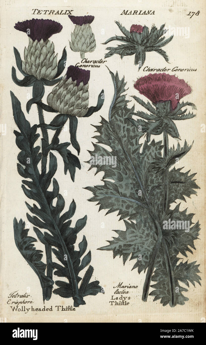 Lanosi intitolata thistle, Cirsium eriophorum e latte o di cardo mariano, Silybum marianum. Botanico Handcolored incisione su rame da un artista sconosciuto da 'Culpeper inglese del medico di famiglia; o a base di erbe mediche ingrandita, con diverse centinaia di impianti addizionali, principalmente da Sir John Hill,' da Joshua Hamilton, Londra, W. Locke, 1792. Foto Stock