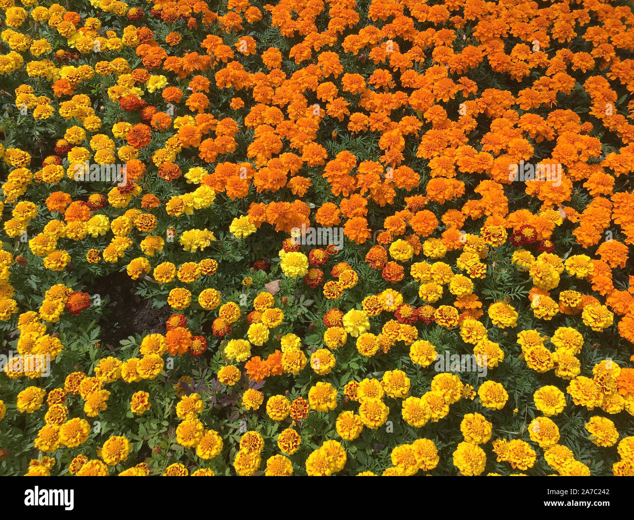 Molti di arancione e giallo dei fiori di velluto come la moquette nel prato sul giorno di estate vista dall'alto di close-up Foto Stock