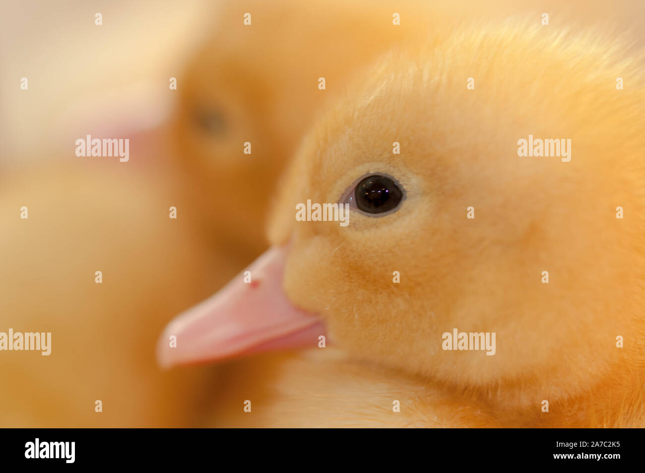 Anatroccolo young giallo e soffice in un incubatore sotto osservazione in un incubatoio Foto Stock