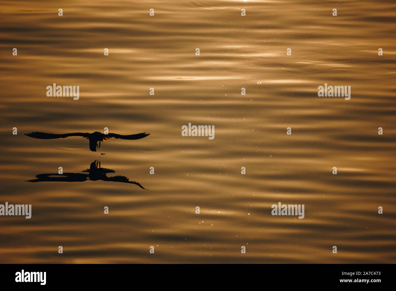 Silhouette seagull volare sopra il mare con ombra riflessione al tramonto dorato. bella azione di uccelli in natura la vita con copia spazio. Foto Stock