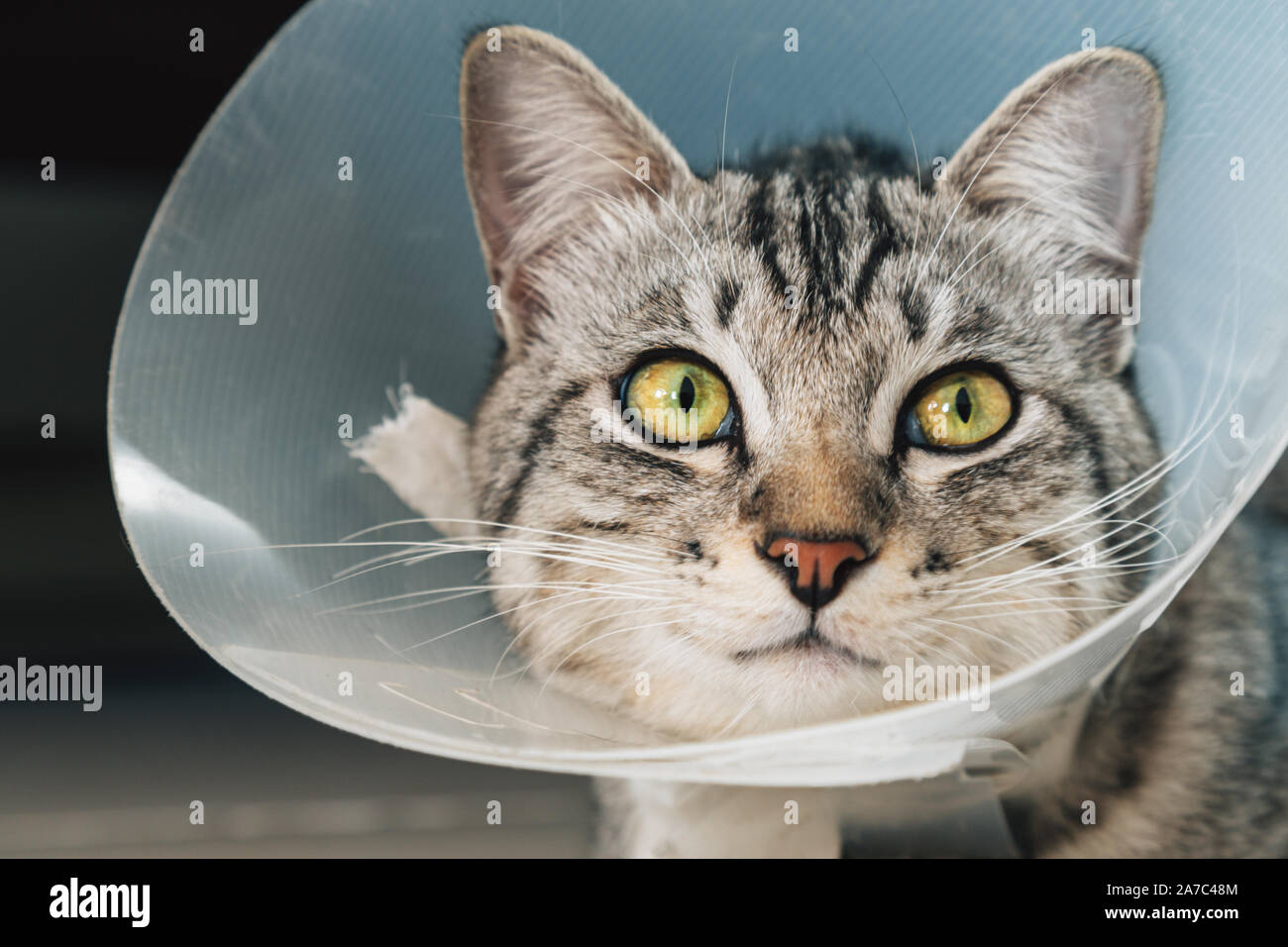 Happy young american shorthair cat in veterinaria cono in plastica o E-collare (Elizabethan collare) in testa al recupero dopo un intervento chirurgico. animale servizi sanitari Foto Stock