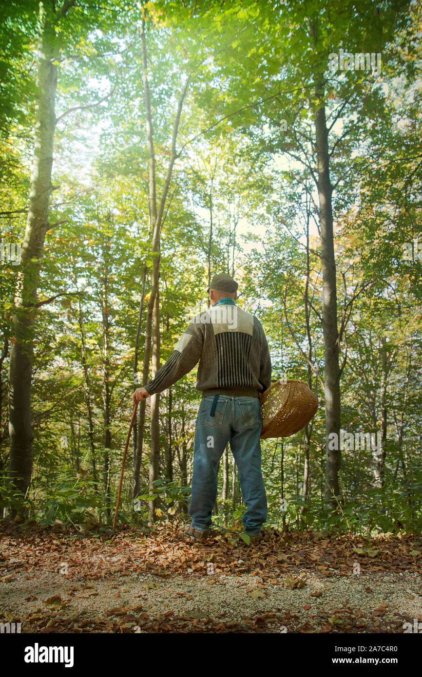 Uomo in legno con cestello, vista posteriore di mezza età persona nella foresta (egli sta cercando di funghi) Foto Stock