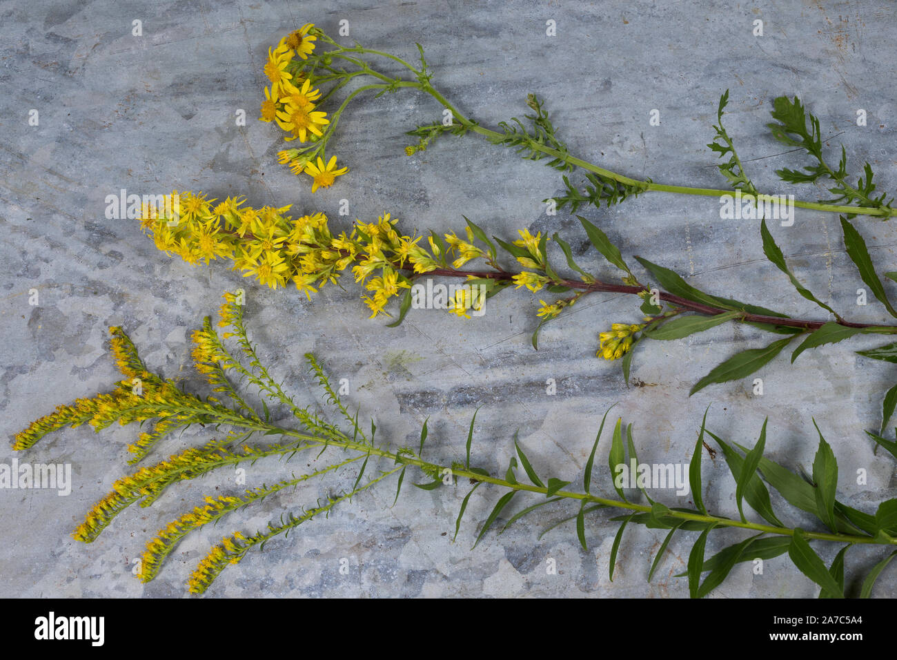 Vergleich Kanadische Goldrute (unten), Echte Goldrute (Mitte) und Jakobsgreiskraut (oben). Gewöhnliche Goldrute, Echte Goldrute, Solidago virgaurea, E Foto Stock