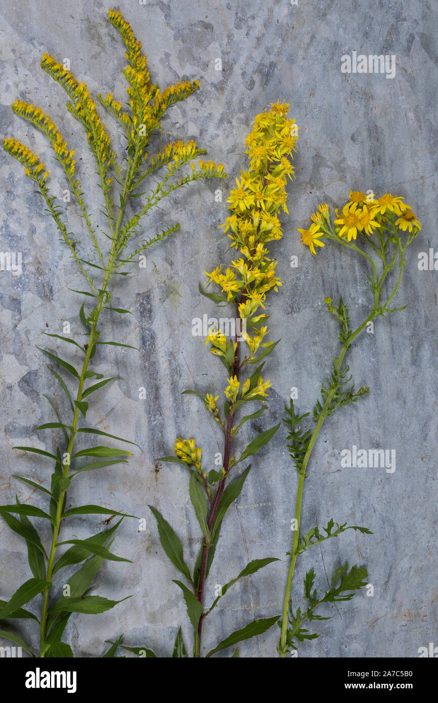 Vergleich Kanadische Goldrute (links), Echte Goldrute (Mitte) und Jakobsgreiskraut (rechts). Gewöhnliche Goldrute, Echte Goldrute, Solidago virgaurea, Foto Stock