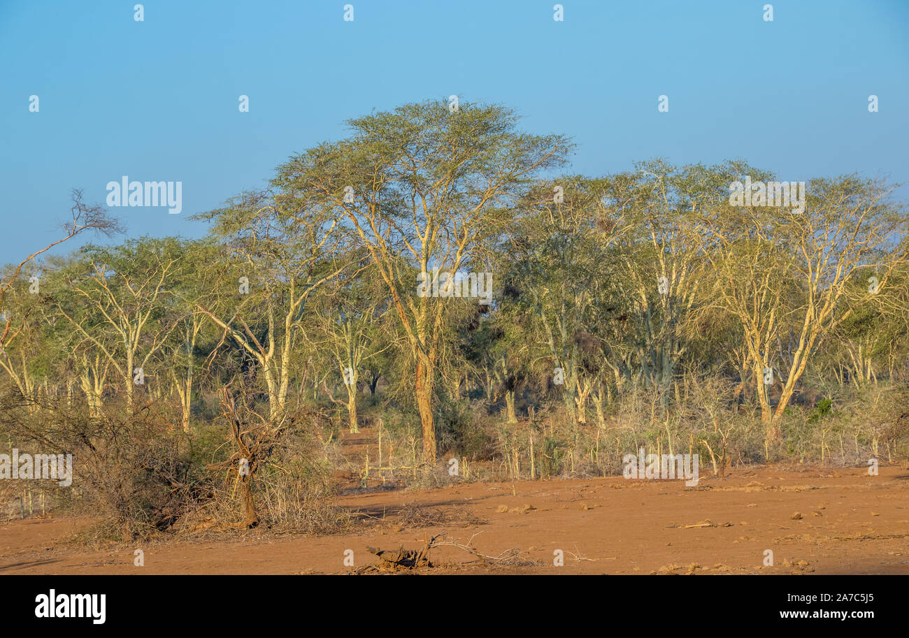 Febbre foresta di alberi nella parte settentrionale del Parco Nazionale di Kruger in Sud Africa immagine in formato orizzontale con spazio di copia Foto Stock