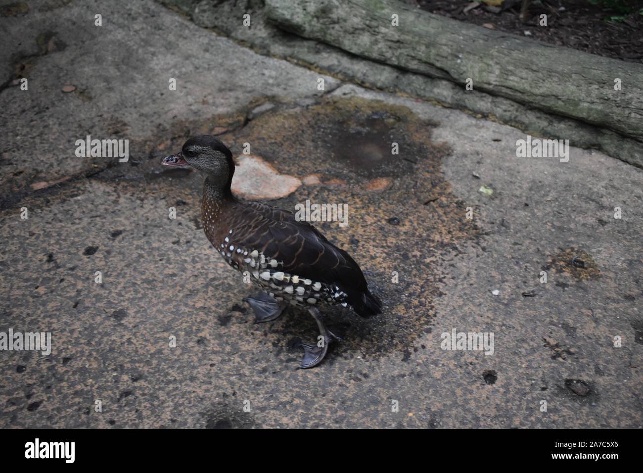 Il piccione nero uccello sul pavimento concerete Foto Stock