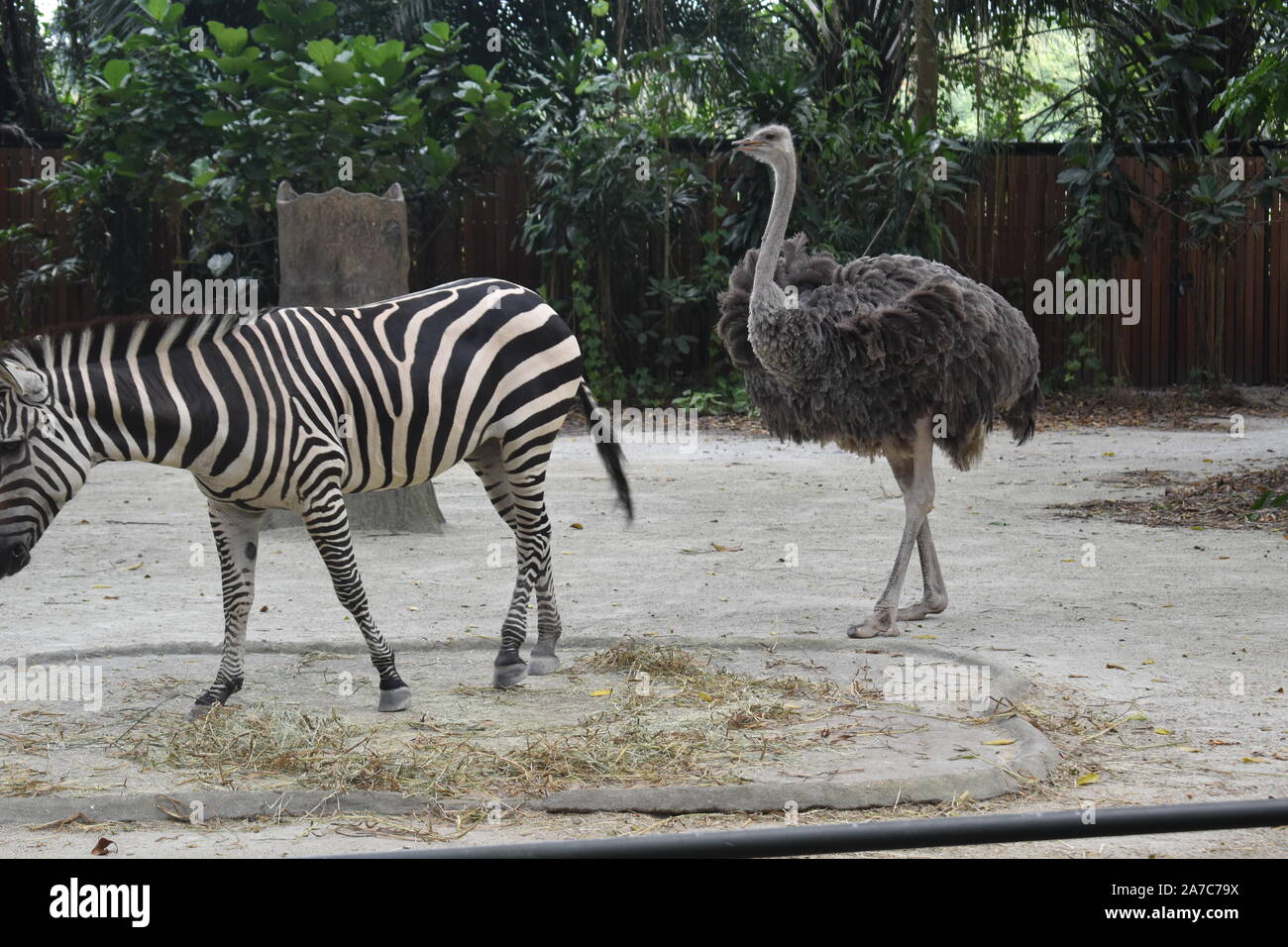 Zebra e struzzo sono passeggiate nella foresta Foto Stock