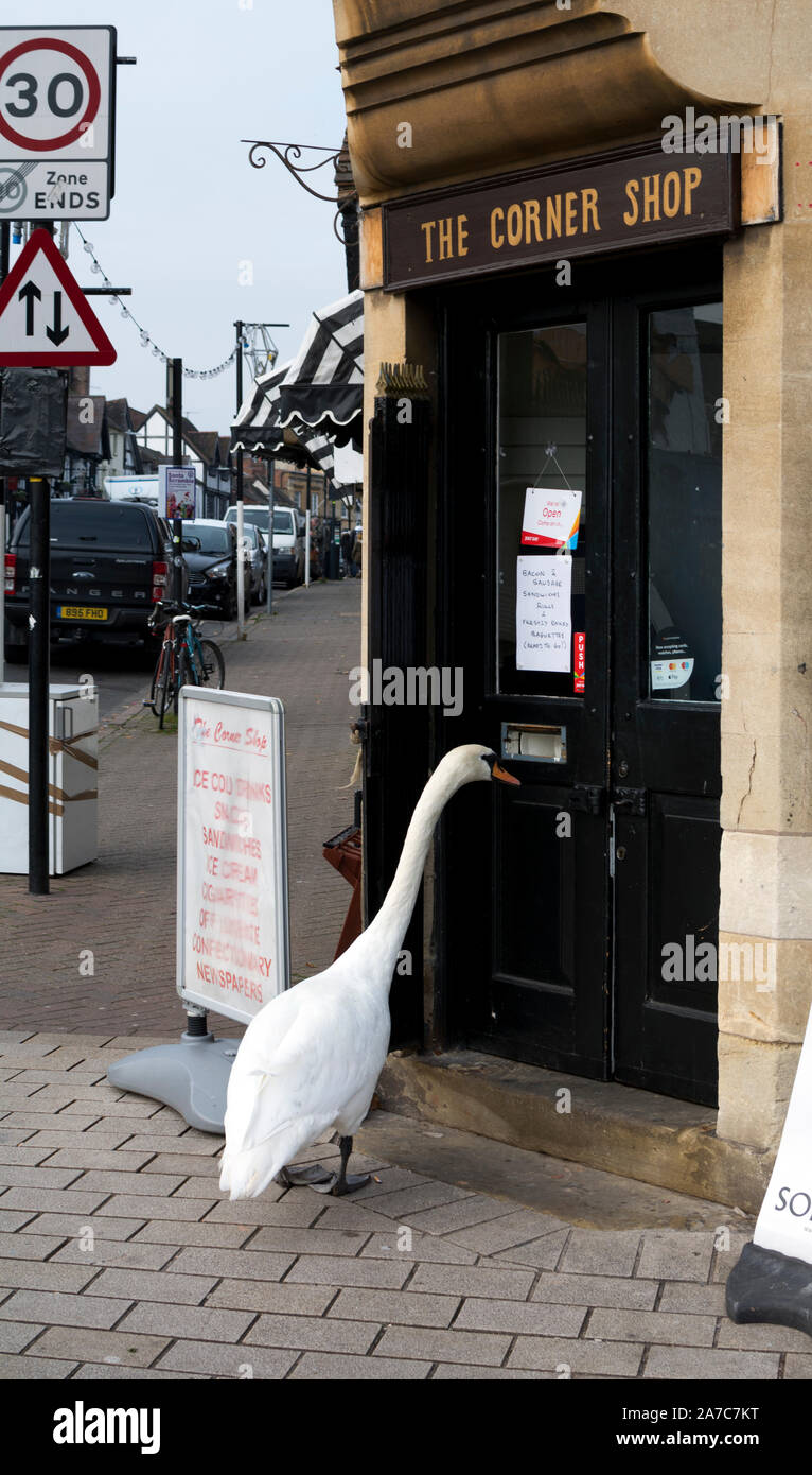 Un cigno al di fuori di un negozio porta, Stratford-upon-Avon, Regno Unito Foto Stock