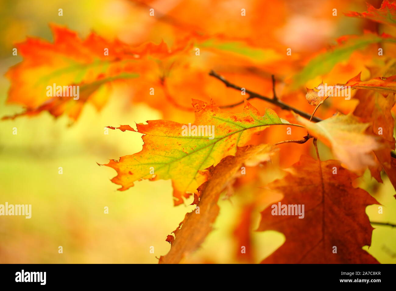 Golden alberi e prato allagato nella foresta di autunno Foto Stock