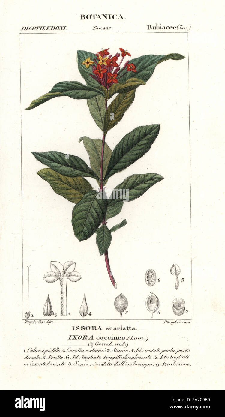 Jungle geranio o santan, Ixora coccinea, nativi del sud dell India e Sri Lanka. Handcolored calcografia incisione imbianchini da Jussieu's 'dictionary di scienze naturali", Firenze, Italia, 1837. Incisi da Stanghi, disegnata da Pierre Jean-Francois Turpin, e pubblicato da Batelli e figli. Turpin (1775-1840) è considerato uno dei più grandi francese illustratori botanici del XIX secolo. Foto Stock