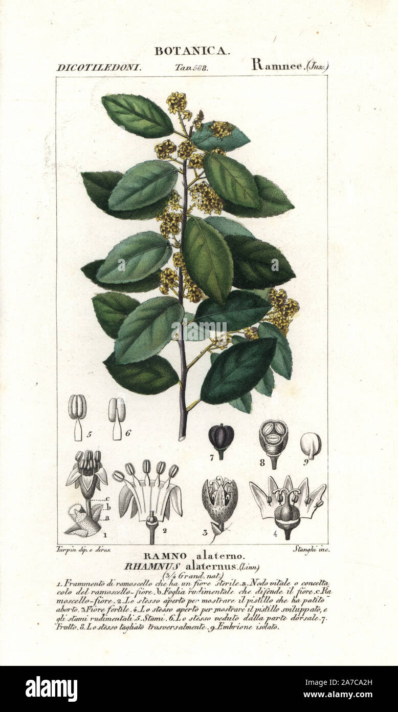 Italian frangola, Rhamnus alaternus. Handcolored calcografia incisione imbianchini da Jussieu's 'dictionary di scienze naturali", Firenze, Italia, 1837. Incisi da Stanghi, disegnata da Pierre Jean-Francois Turpin, e pubblicato da Batelli e figli. Turpin (1775-1840) è considerato uno dei più grandi francese illustratori botanici del XIX secolo. Foto Stock