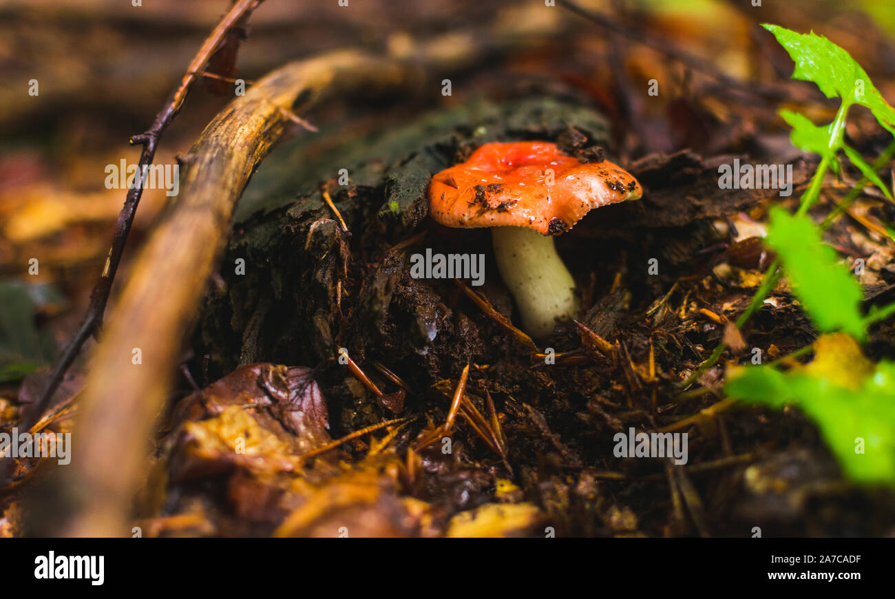 Fungo rosso crescente nella foresta dopo la pioggia. Foto Stock