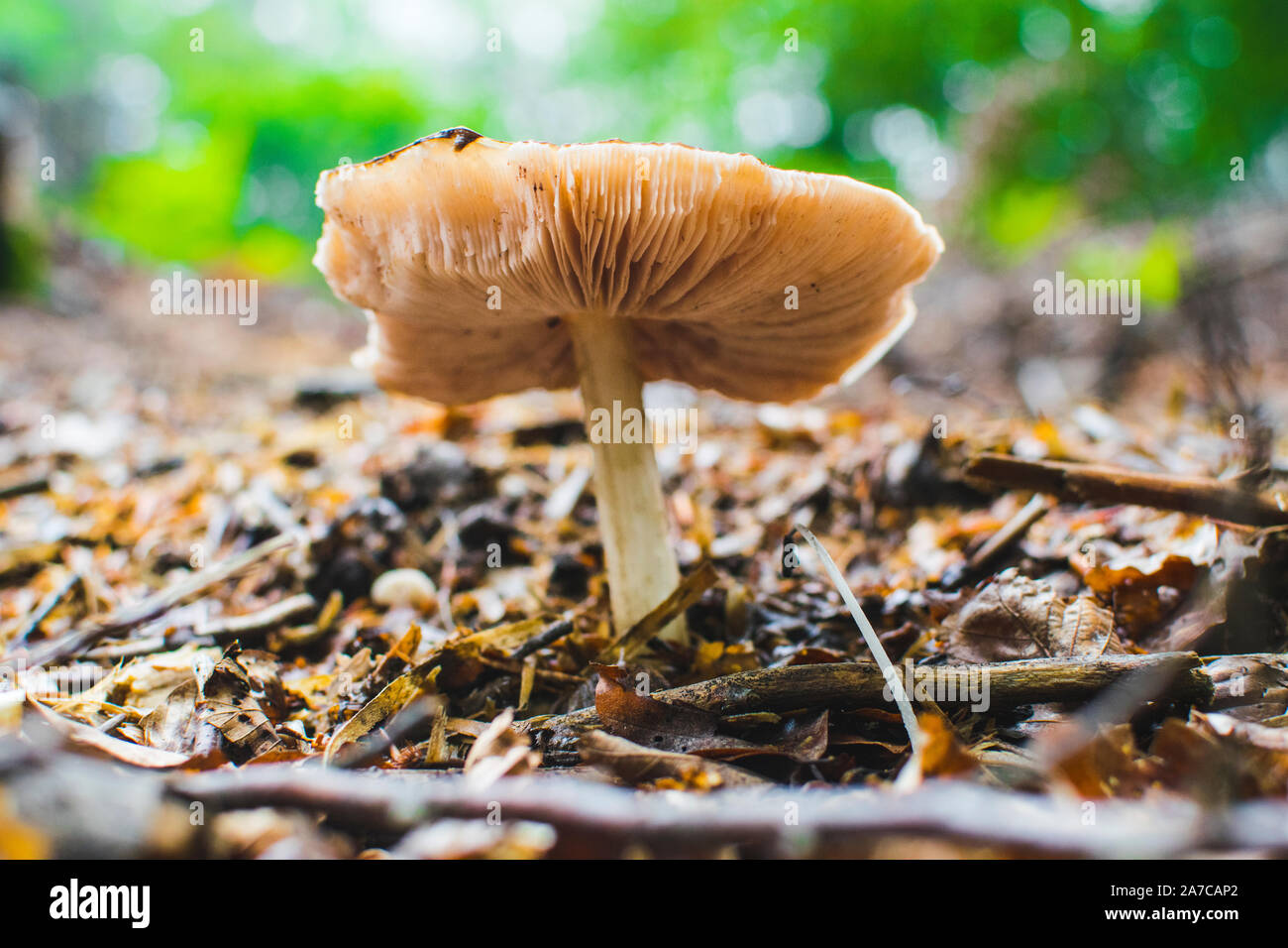 Coltivazione di funghi nel bosco dopo la pioggia. Foto Stock