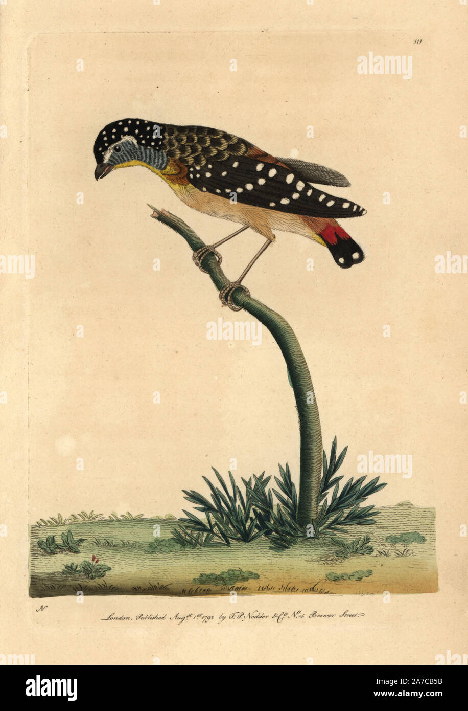 Avvistato pardalote, Pardalotus punctatus. Illustrazione firmato N (Federico Nodder). Handcolored incisione su rame da George Shaw e Federico Nodder 'naturalista Miscellanea dell' 1792. Frederick Polydore Nodder (17511801?) era un illustre storia naturale artista ed incisore. Nodder affinava il suo disegno lavorando su Captain Cook e Joseph Banks' Florilegium e incisione Sydney il morbo di Parkinson schizzi di piante australiane. Egli è stato reso "pittore botanico di Sua Maesta' Queen Charlotte nel 1785. Nodder ha anche richiamato la studi botanici in Thomas Martyn 'Flora Rustica" (1792) e '38 piastre' (1 Foto Stock Avvistato pardalote, Pardalotus punctatus. Illustrazione firmato N (Federico Nodder). Handcolored incisione su rame da George Shaw e Federico Nodder 'naturalista Miscellanea dell' 1792. Frederick Polydore Nodder (17511801?) era un illustre storia naturale artista ed incisore. Nodder affinava il suo disegno lavorando su Captain Cook e Joseph Banks' Florilegium e incisione Sydney il morbo di Parkinson schizzi di piante australiane. Egli è stato reso "pittore botanico di Sua Maesta' Queen Charlotte nel 1785. Nodder ha anche richiamato la studi botanici in Thomas Martyn 'Flora Rustica" (1792) e '38 piastre' (1 Foto Stock