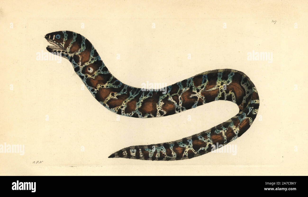 Poco anguilla nastrati o catena moray, Echidna catenata. Illustrazione disegnata e incisa da Richard Polydore Nodder. Handcolored incisione su rame da George Shaw e Federico Nodder 'del naturalista Miscellanea", Londra, 1797. La maggior parte delle illustrazioni di 1,064 di animali, uccelli, insetti, crostacei, pesci, la vita marina e creature microscopiche sono stati disegnati da George Shaw, Federico Nodder e Richard Nodder e inciso e pubblicato dalla famiglia Nodder. Federico ha attirato e inciso molti copperplates fino alla sua morte nel 1800, e il figlio di Richard (17741823) era responsabile per il PLA Foto Stock