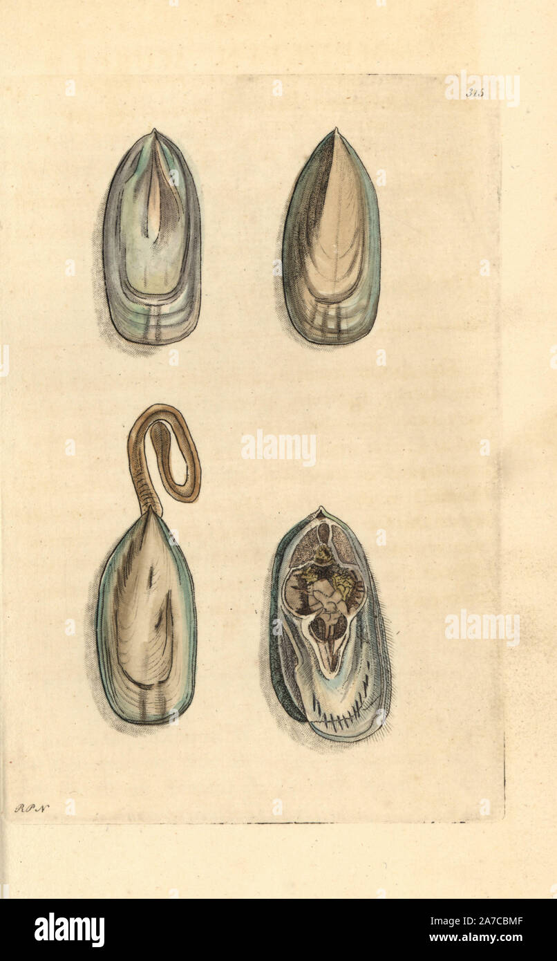 Cozza Amboyna, Lingula rostro, e Camellius's, Cozze Mytilus camellii. Illustrazione disegnata e incisa da Richard Polydore Nodder. Handcolored incisione su rame da George Shaw e Federico Nodder 'del naturalista Miscellanea", Londra, 1797. La maggior parte delle illustrazioni di 1,064 di animali, uccelli, insetti, crostacei, pesci, la vita marina e creature microscopiche sono stati disegnati da George Shaw, Federico Nodder e Richard Nodder e inciso e pubblicato dalla famiglia Nodder. Federico ha attirato e inciso molti copperplates fino alla sua morte nel 1800, e il figlio di Richard (17741823) era Foto Stock