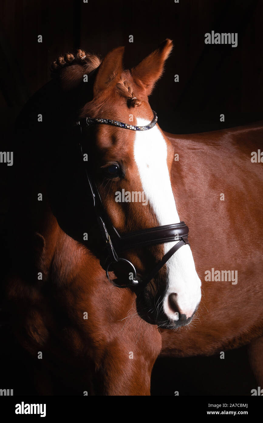 Testa di cavallo fotografato di fronte ad uno sfondo nero e la fenditura da un lato. Foto Stock