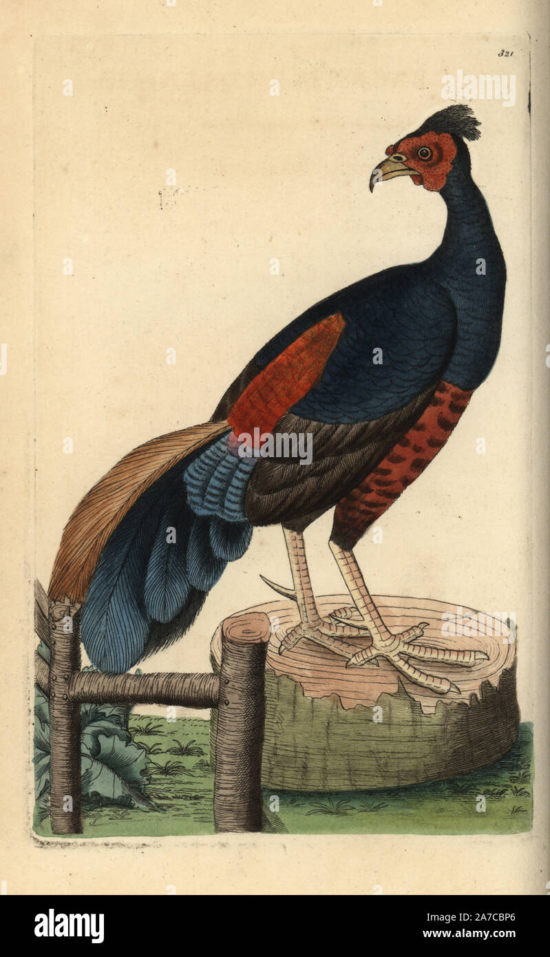 Crested Piastra del camino, Lophura ignita, vicino minacciati. Illustrazione disegnata da George Shaw. Handcolored incisione su rame da George Shaw e Federico Nodder 'del naturalista Miscellanea", Londra, 1797. La maggior parte delle illustrazioni di 1,064 di animali, uccelli, insetti, crostacei, pesci, la vita marina e creature microscopiche sono stati disegnati da George Shaw, Federico Nodder e Richard Nodder e inciso e pubblicato dalla famiglia Nodder. Federico ha attirato e inciso molti copperplates fino alla sua morte nel 1800, e il figlio di Richard (17741823) era responsabile per le piastre firmato RN o RPN. Ricca Foto Stock