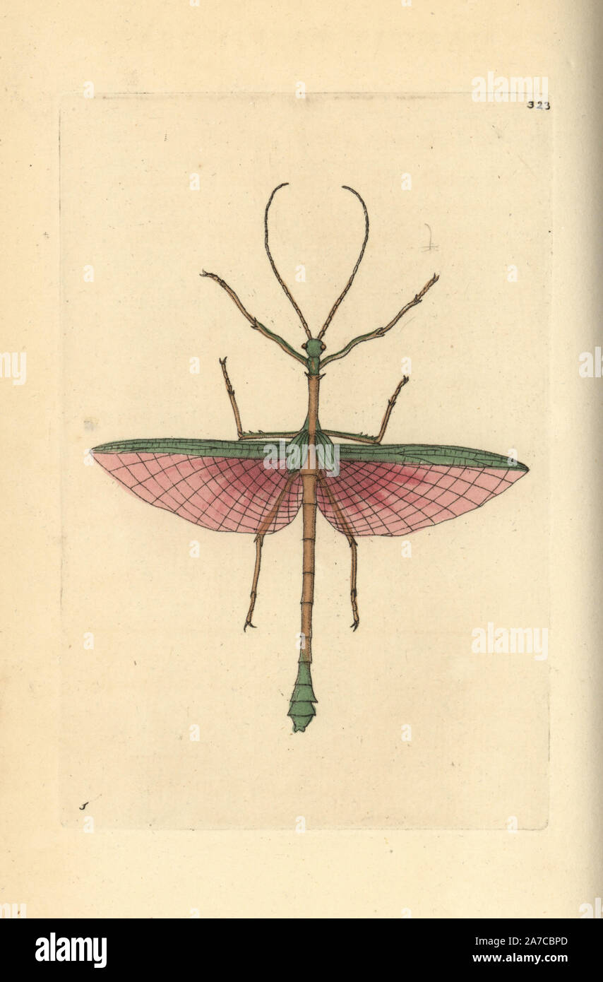 Dragon stick insetto, Haplopus jamaicensis.Illustrazione disegnata da George Shaw. Handcolored incisione su rame da George Shaw e Federico Nodder 'del naturalista Miscellanea", Londra, 1797. La maggior parte delle illustrazioni di 1,064 di animali, uccelli, insetti, crostacei, pesci, la vita marina e creature microscopiche sono stati disegnati da George Shaw, Federico Nodder e Richard Nodder e inciso e pubblicato dalla famiglia Nodder. Federico ha attirato e inciso molti copperplates fino alla sua morte nel 1800, e il figlio di Richard (17741823) era responsabile per le piastre firmato RN o RPN. Richard cron Foto Stock