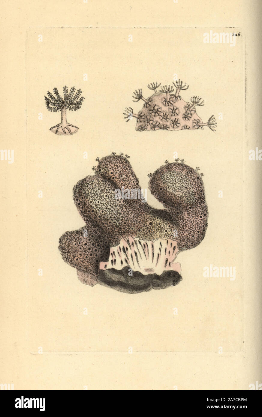 Dead Men le dita, Alcyonium digitatum. Handcolored incisione su rame da George Shaw e Federico Nodder 'del naturalista Miscellanea", Londra, 1798. La maggior parte delle illustrazioni di 1,064 di animali, uccelli, insetti, crostacei, pesci, la vita marina e creature microscopiche sono stati disegnati da George Shaw, Federico Nodder e Richard Nodder e inciso e pubblicato dalla famiglia Nodder. Federico ha attirato e inciso molti copperplates fino alla sua morte nel 1800, e il figlio di Richard (17741823) era responsabile per le piastre firmato RN o RPN. Richard esposto alla Royal Academy e divenne Foto Stock