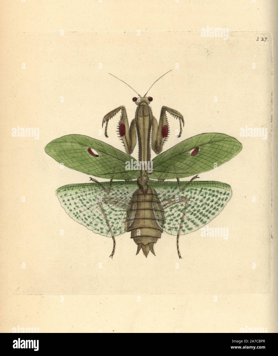 Mantide religiosa Stagmatoptera precaria. Illustrazione disegnata da George Shaw. Handcolored incisione su rame da George Shaw e Federico Nodder 'del naturalista Miscellanea", Londra, 1798. La maggior parte delle illustrazioni di 1,064 di animali, uccelli, insetti, crostacei, pesci, la vita marina e creature microscopiche sono stati disegnati da George Shaw, Federico Nodder e Richard Nodder e inciso e pubblicato dalla famiglia Nodder. Federico ha attirato e inciso molti copperplates fino alla sua morte nel 1800, e il figlio di Richard (17741823) era responsabile per le piastre firmato RN o RPN. Richard presentano Foto Stock