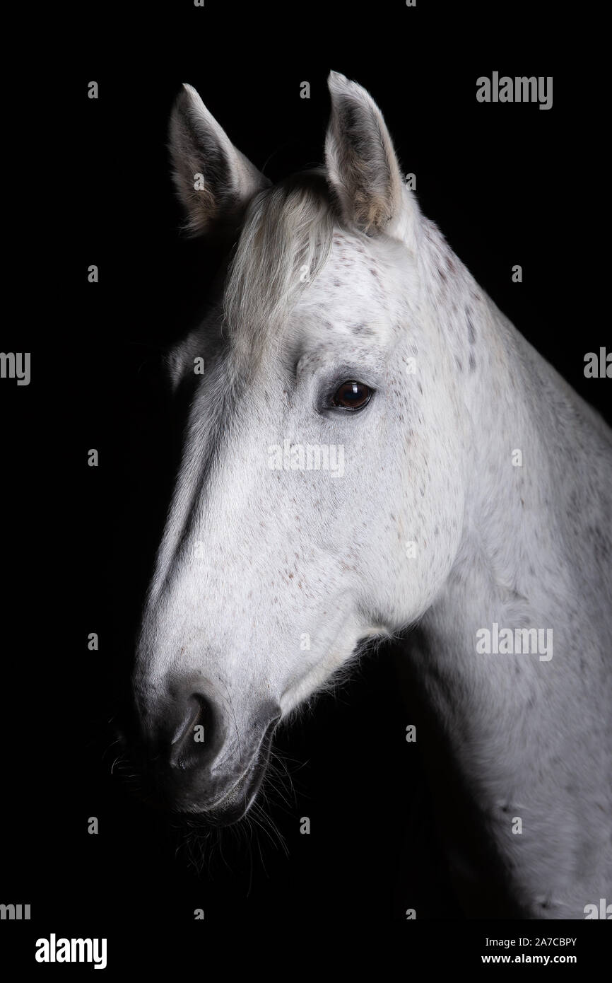 Testa di cavallo fotografato di fronte ad uno sfondo nero e la fenditura da un lato. Foto Stock