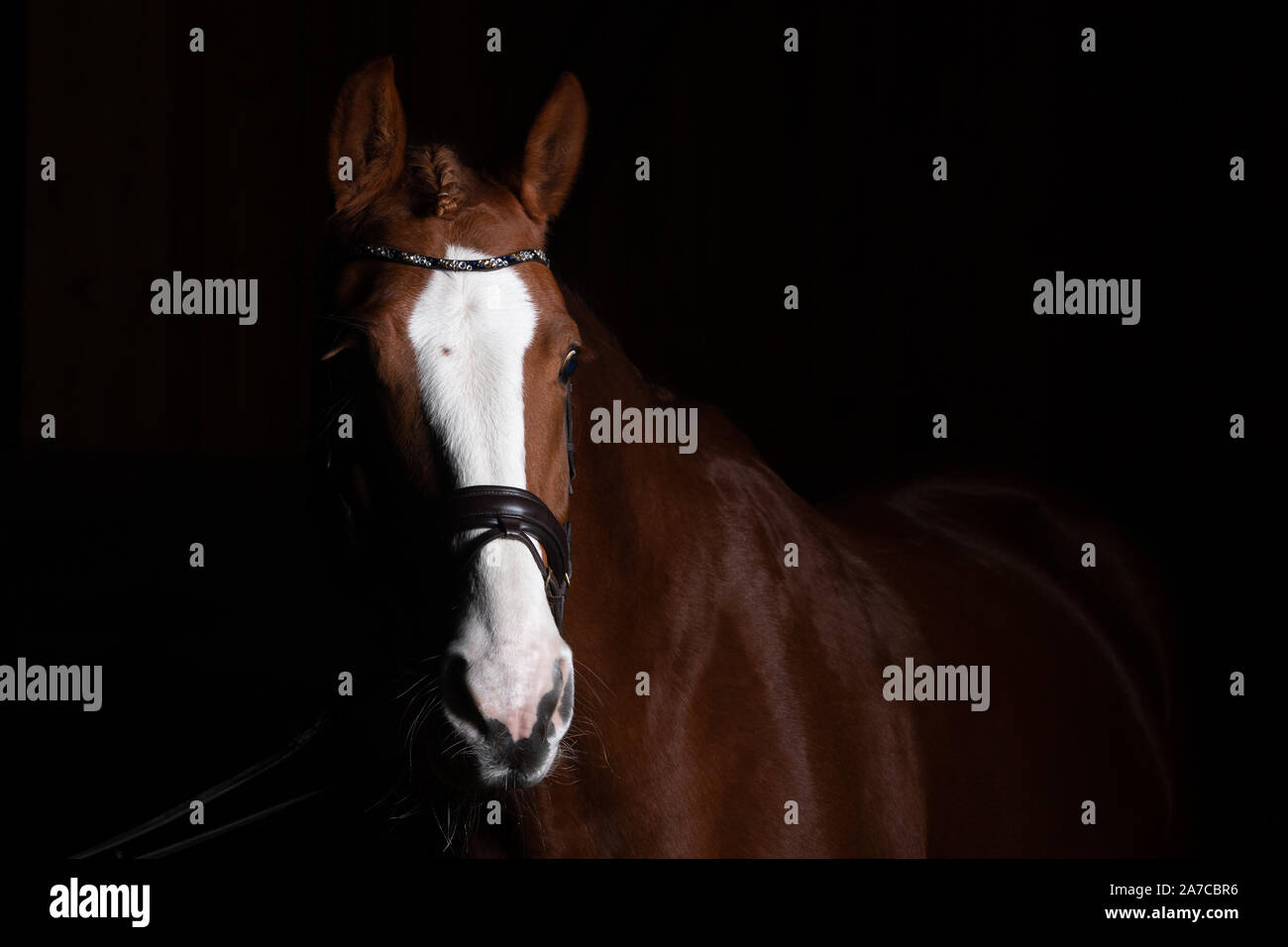 Testa di cavallo fotografato di fronte ad uno sfondo nero e la fenditura da un lato. Foto Stock