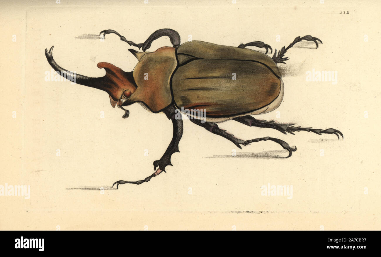 Dung beetle, Megasoma elephas. Illustrazione disegnata e incisa da Federico Nodder. Handcolored incisione su rame da George Shaw e Federico Nodder 'del naturalista Miscellanea", Londra, 1798. La maggior parte delle illustrazioni di 1,064 di animali, uccelli, insetti, crostacei, pesci, la vita marina e creature microscopiche sono stati disegnati da George Shaw, Federico Nodder e Richard Nodder e inciso e pubblicato dalla famiglia Nodder. Federico ha attirato e inciso molti copperplates fino alla sua morte nel 1800, e il figlio di Richard (17741823) era responsabile per le piastre firmato RN o RPN. Richar Foto Stock