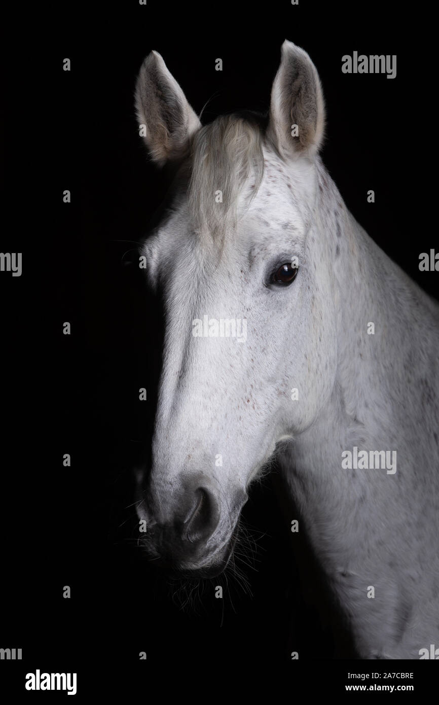 Testa di cavallo fotografato di fronte ad uno sfondo nero e la fenditura da un lato. Foto Stock
