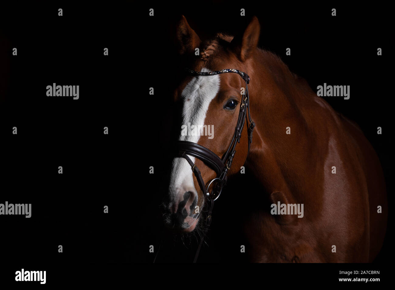 Testa di cavallo fotografato di fronte ad uno sfondo nero e la fenditura da un lato. Foto Stock