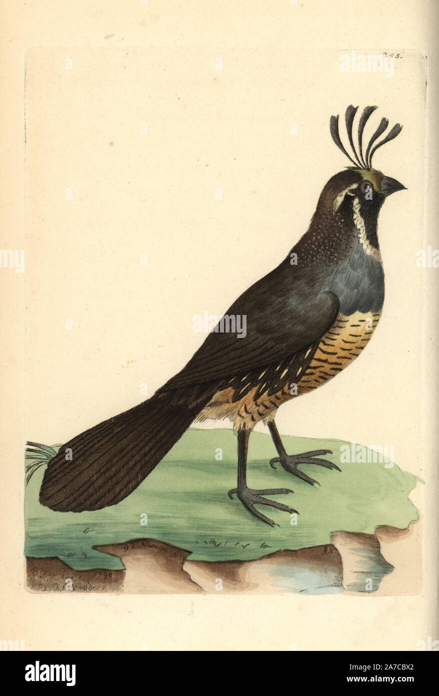 California quaglia, Callipepla californica. Illustrazione disegnata e incisa da Richard Polydore Nodder. Handcolored incisione su rame da George Shaw e Federico Nodder 'del naturalista Miscellanea", Londra, 1798. La maggior parte delle illustrazioni di 1,064 di animali, uccelli, insetti, crostacei, pesci, la vita marina e creature microscopiche sono stati disegnati da George Shaw, Federico Nodder e Richard Nodder e inciso e pubblicato dalla famiglia Nodder. Federico ha attirato e inciso molti copperplates fino alla sua morte nel 1800, e il figlio di Richard (17741823) era responsabile per le piastre firmato Foto Stock